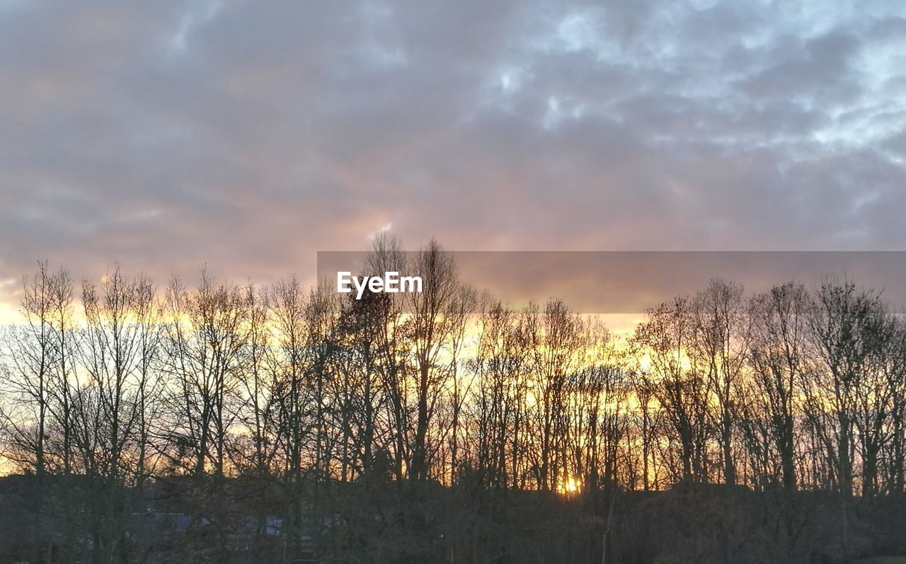 SILHOUETTE BARE TREES AGAINST LAKE DURING SUNSET