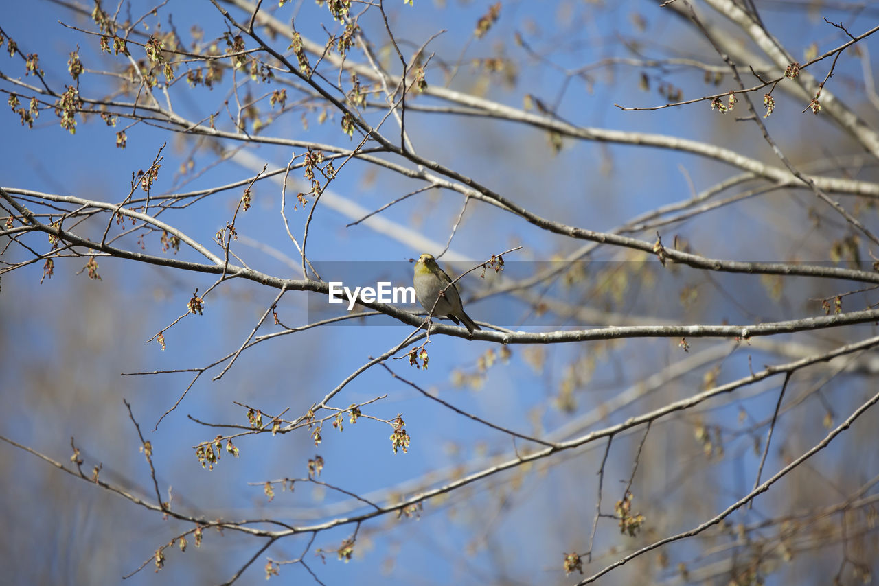 winter, branch, twig, tree, plant, animal wildlife, animal, nature, animal themes, bird, wildlife, no people, spring, low angle view, perching, flower, one animal, leaf, frost, sky, focus on foreground, day, outdoors, freezing, beauty in nature, snow, bare tree