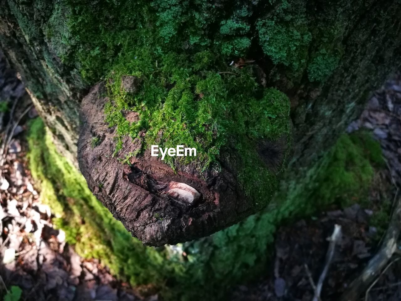 High angle view of a tree trunk