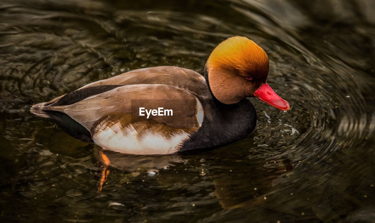 Duck swimming in lake