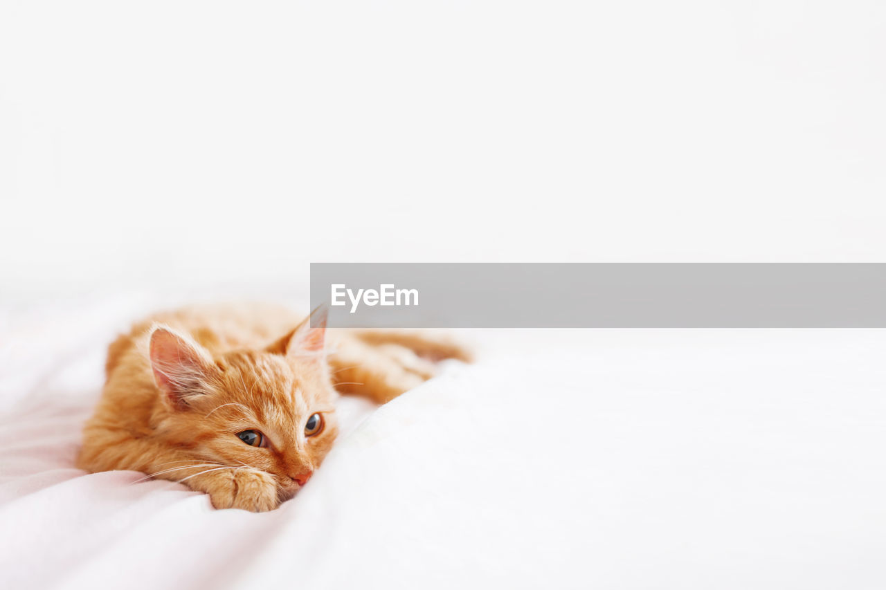 Cute ginger cat lying in bed. stray kitten sleep on bed first time in its life. pet adoption.