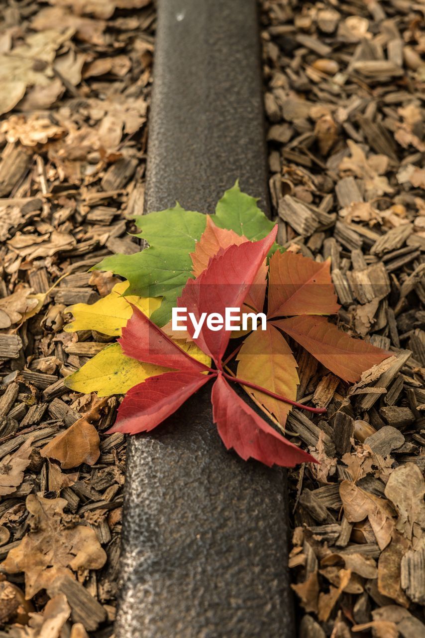 HIGH ANGLE VIEW OF MAPLE LEAVES ON FIELD