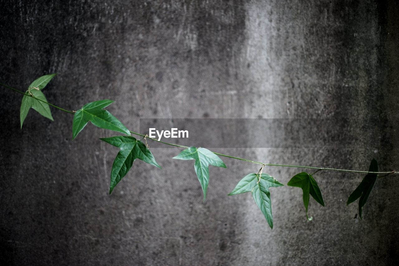 Creeper plant against weathered gray wall