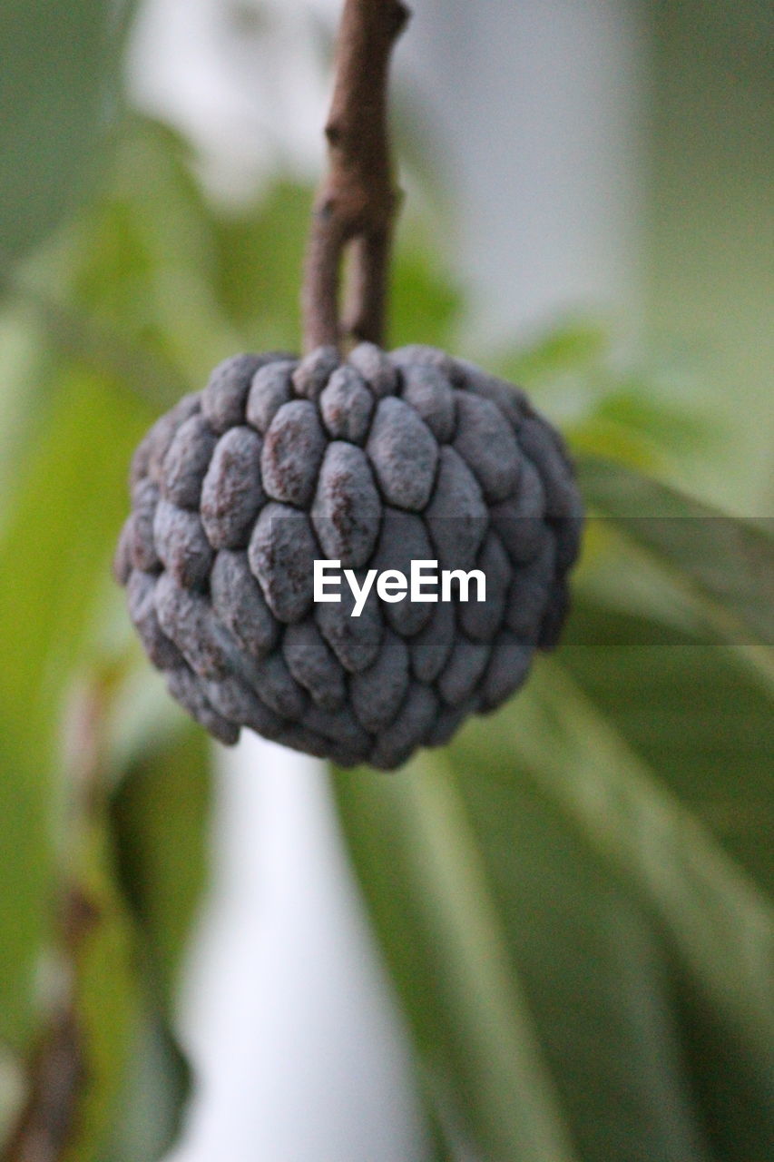 CLOSE-UP OF PLANT OUTDOORS