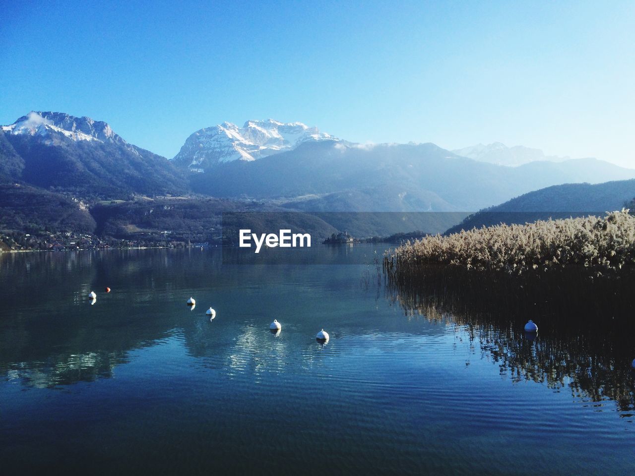 DUCKS SWIMMING IN A LAKE