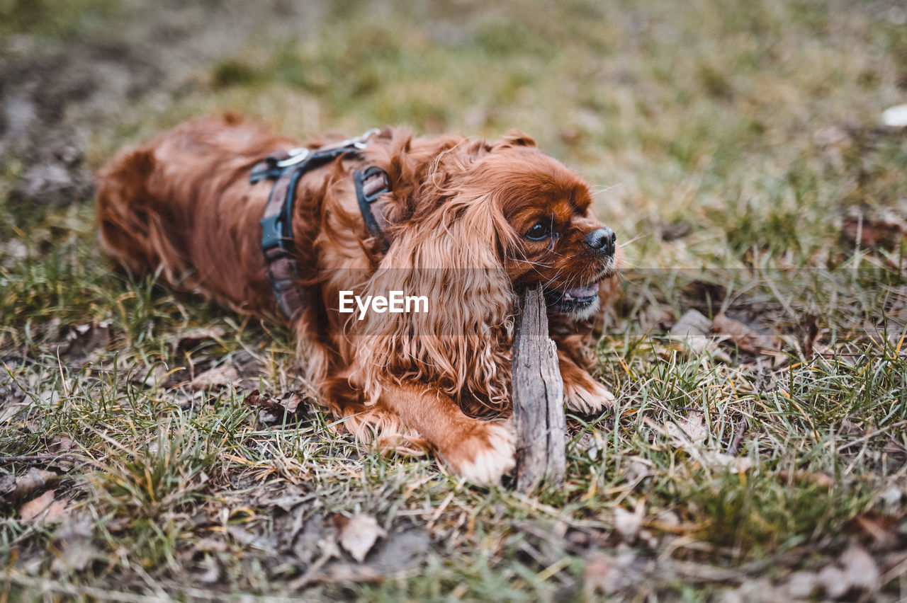 View of a dog on field