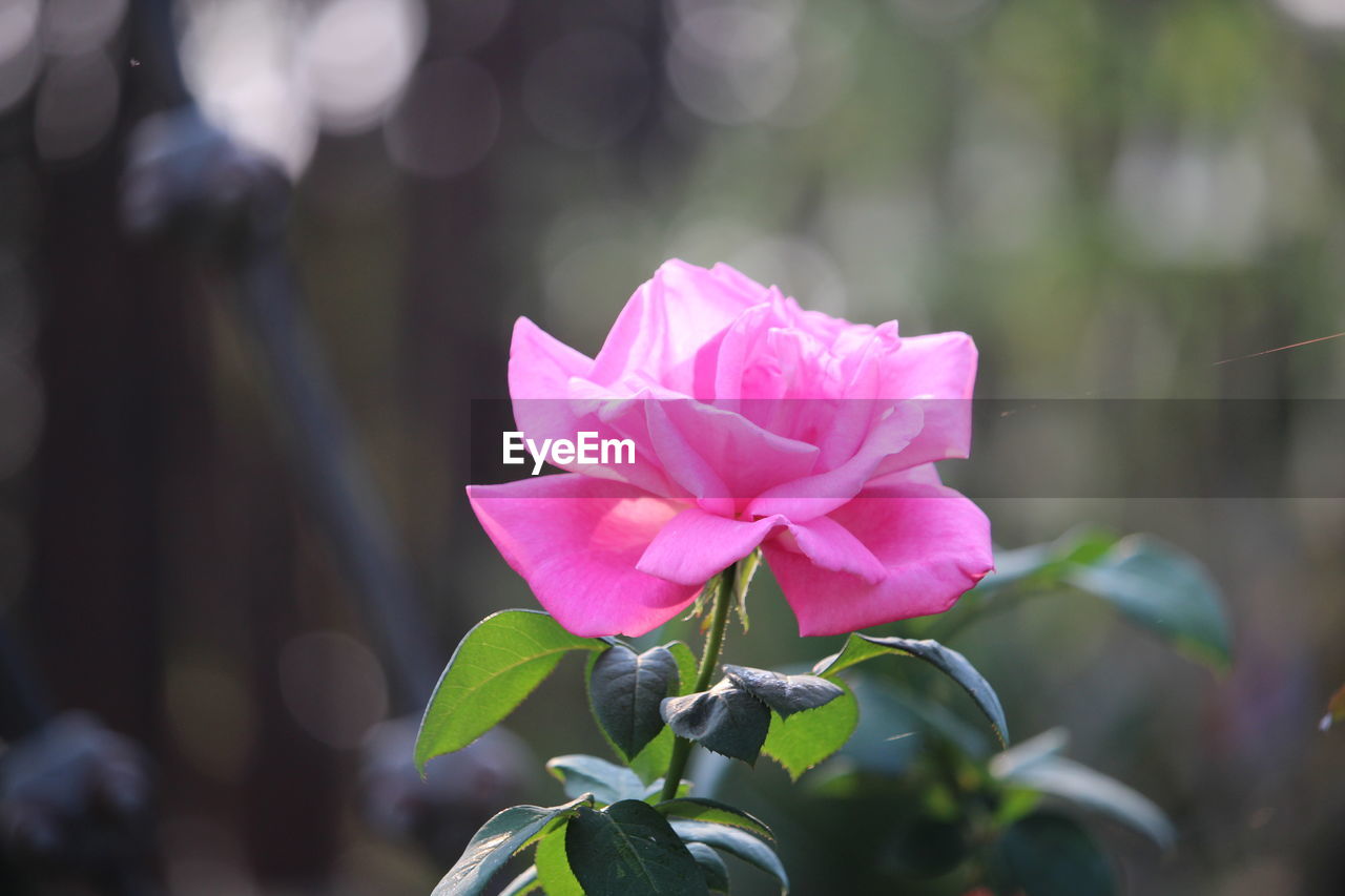 Close-up of pink rose