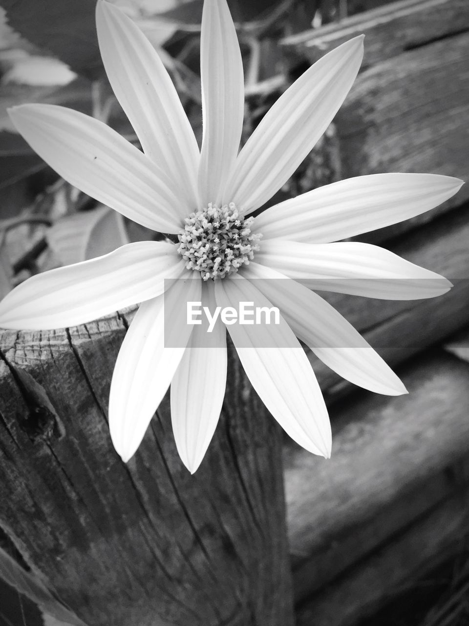 CLOSE-UP OF WHITE FLOWERS