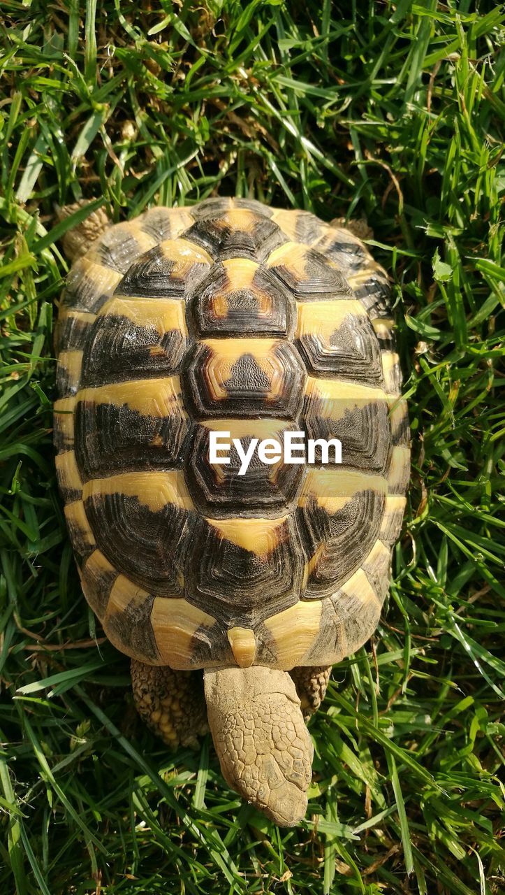CLOSE-UP OF TORTOISE ON GRASS