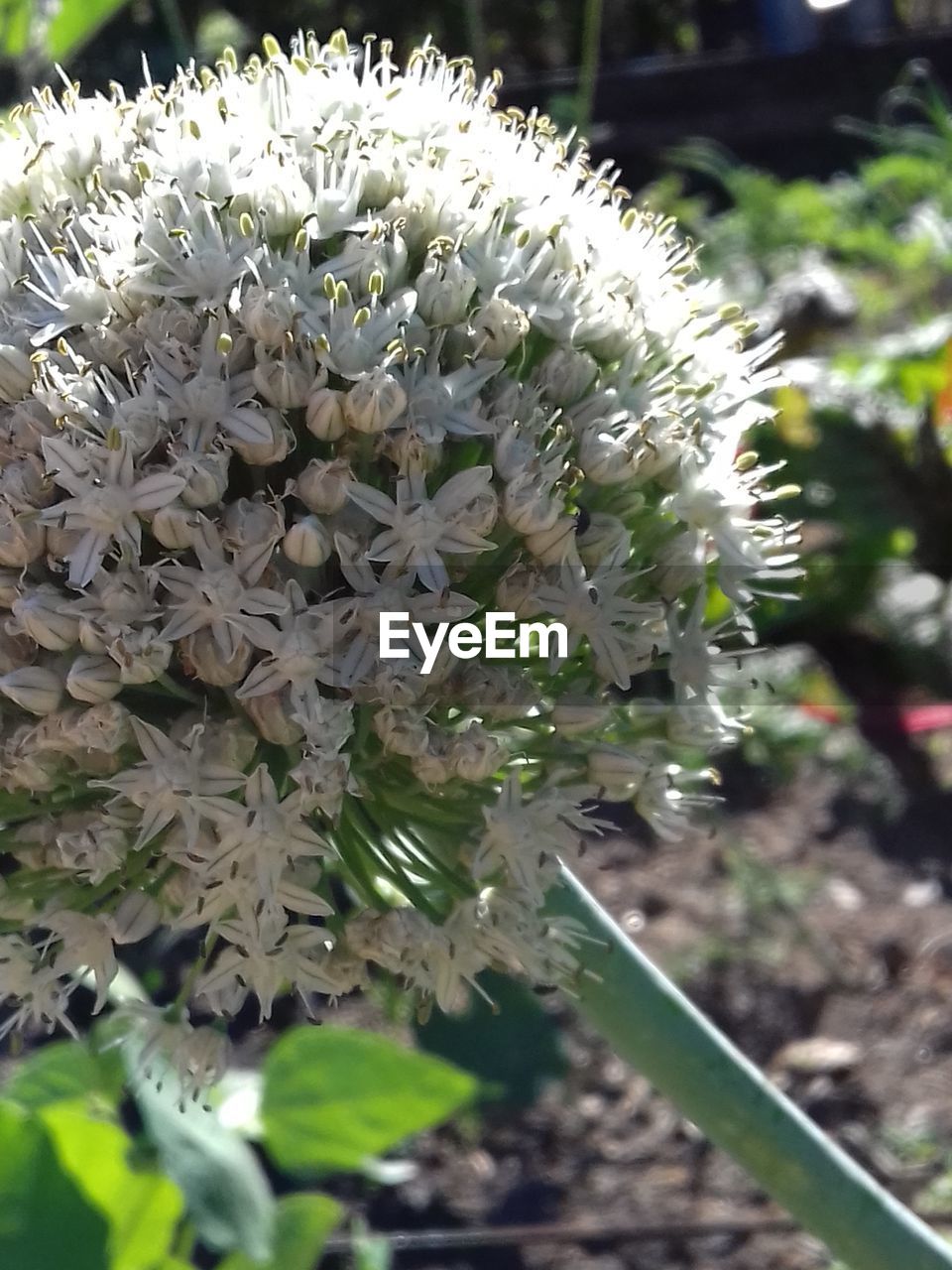 CLOSE-UP OF WHITE FLOWERING PLANT IN FIELD