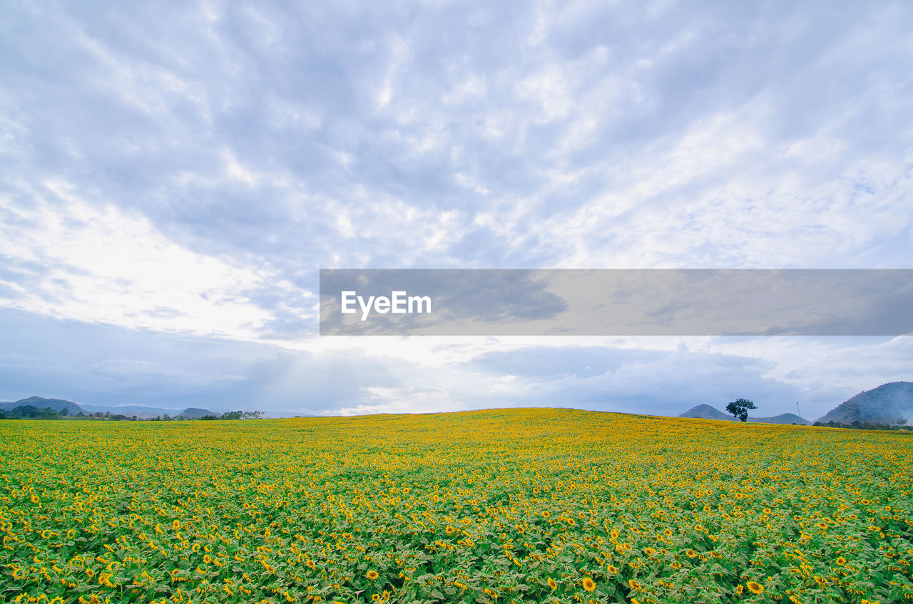 Scenic view of oilseed rape field against cloudy sky