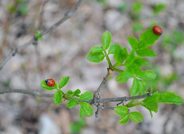 CLOSE-UP OF LEAVES ON PLANT