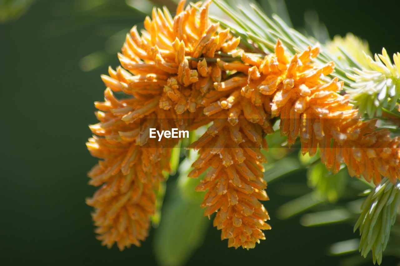 CLOSE-UP OF ORANGE FLOWER BLOOMING