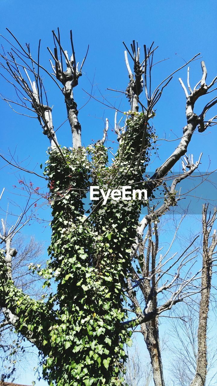 Low angle view of bare trees against clear blue sky