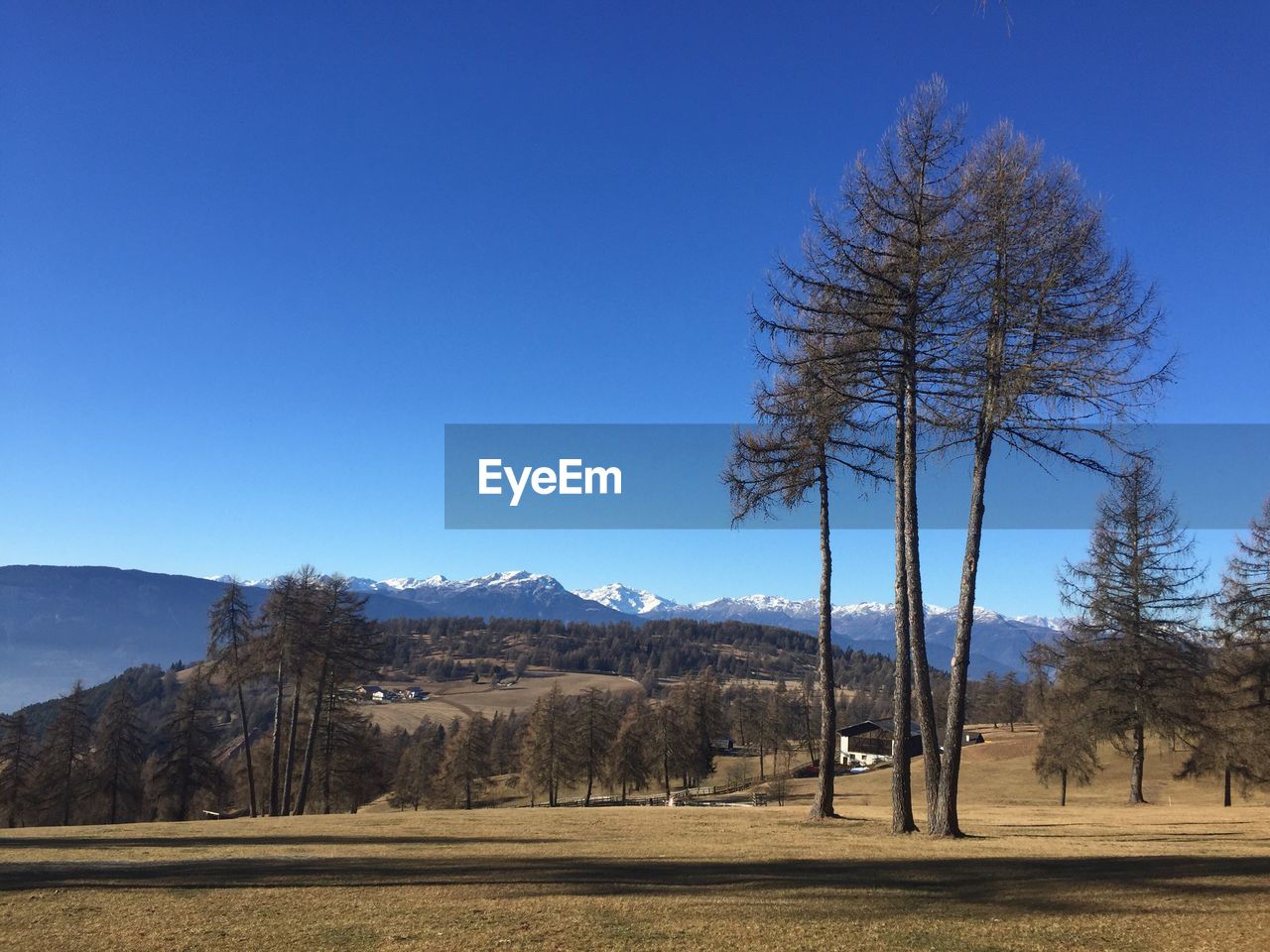 Trees on landscape against clear blue sky