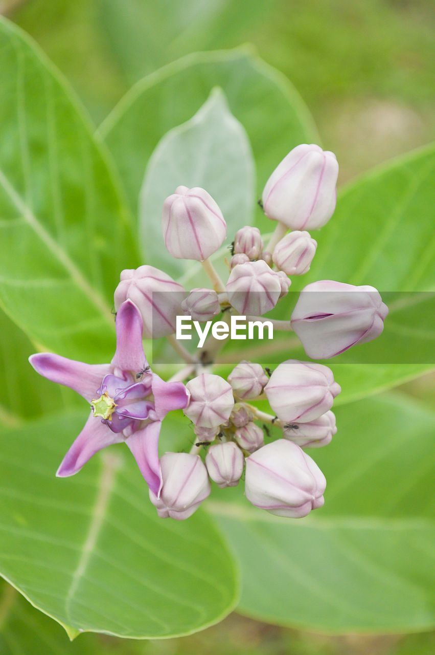 CLOSE-UP OF FLOWERS