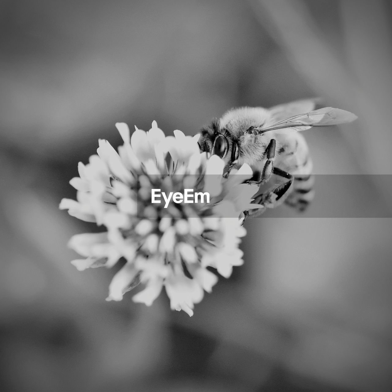 black and white, flower, flowering plant, plant, beauty in nature, freshness, monochrome photography, close-up, white, fragility, monochrome, flower head, petal, macro photography, nature, inflorescence, blossom, growth, focus on foreground, animal wildlife, animal, animal themes, no people, insect, black, pollen, selective focus, one animal, springtime, outdoors, macro, wildlife, plant stem, botany