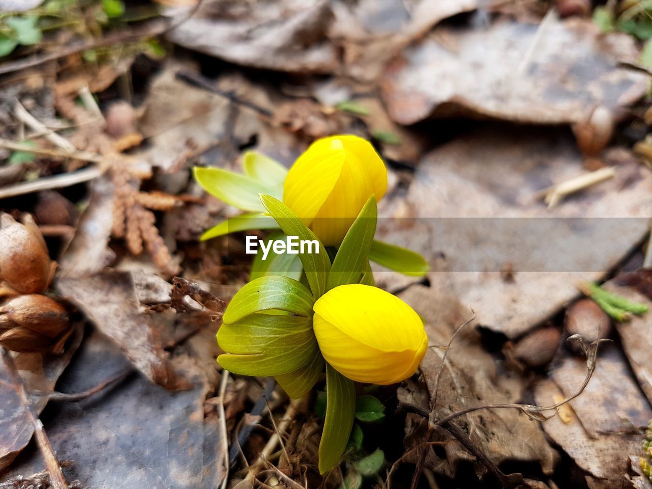 CLOSE-UP OF YELLOW FLOWERING PLANT