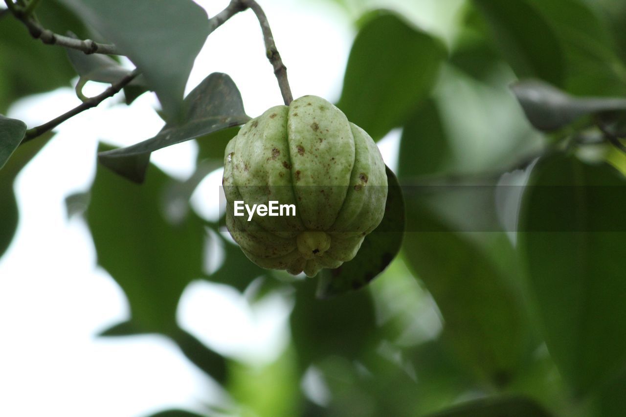 CLOSE-UP OF FRUIT ON PLANT