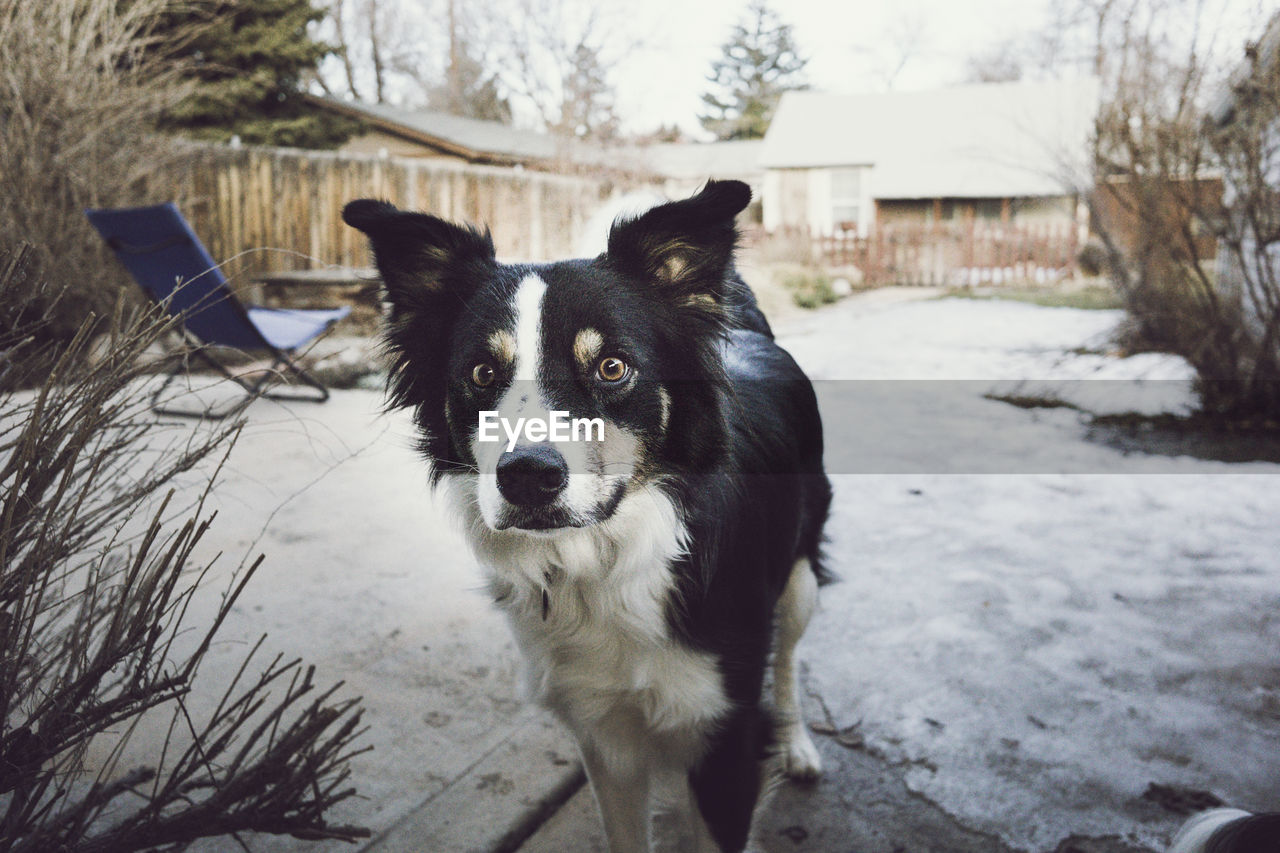 Portrait of border collie at yard