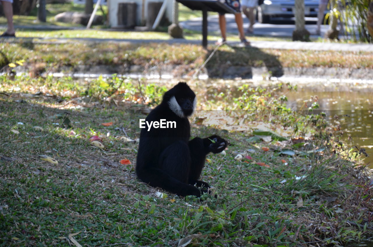 BLACK CAT SITTING ON GROUND