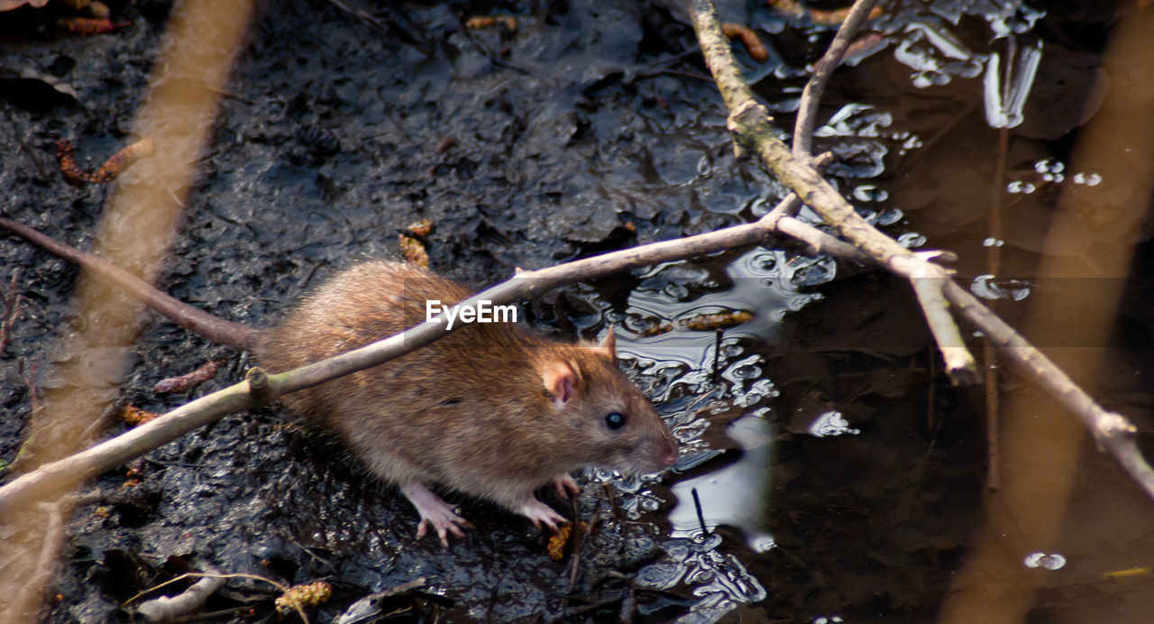 High angle view of rat on messy wet field