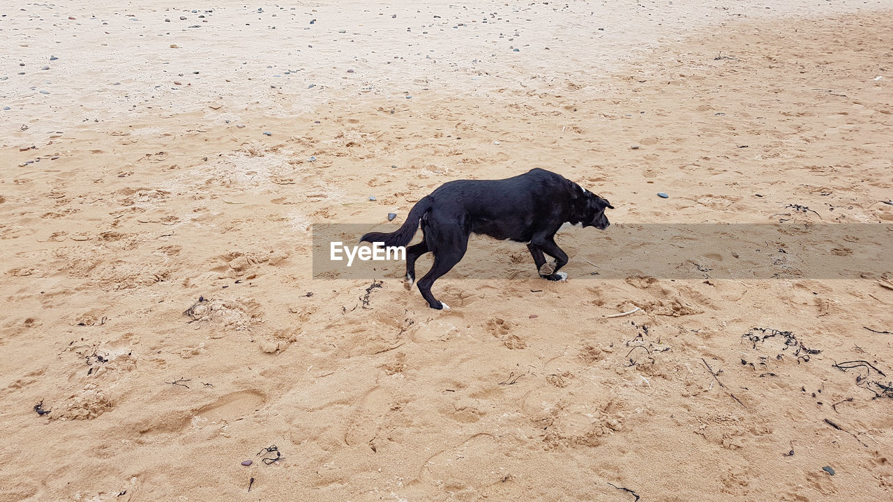 HIGH ANGLE VIEW OF BLACK DOG RUNNING ON BEACH