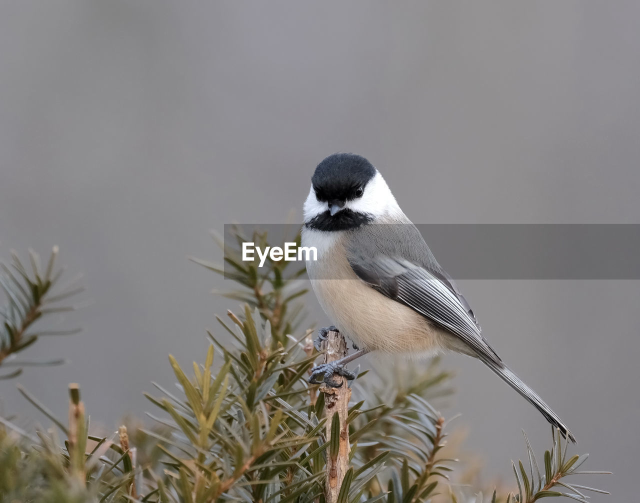 Chickadee perched