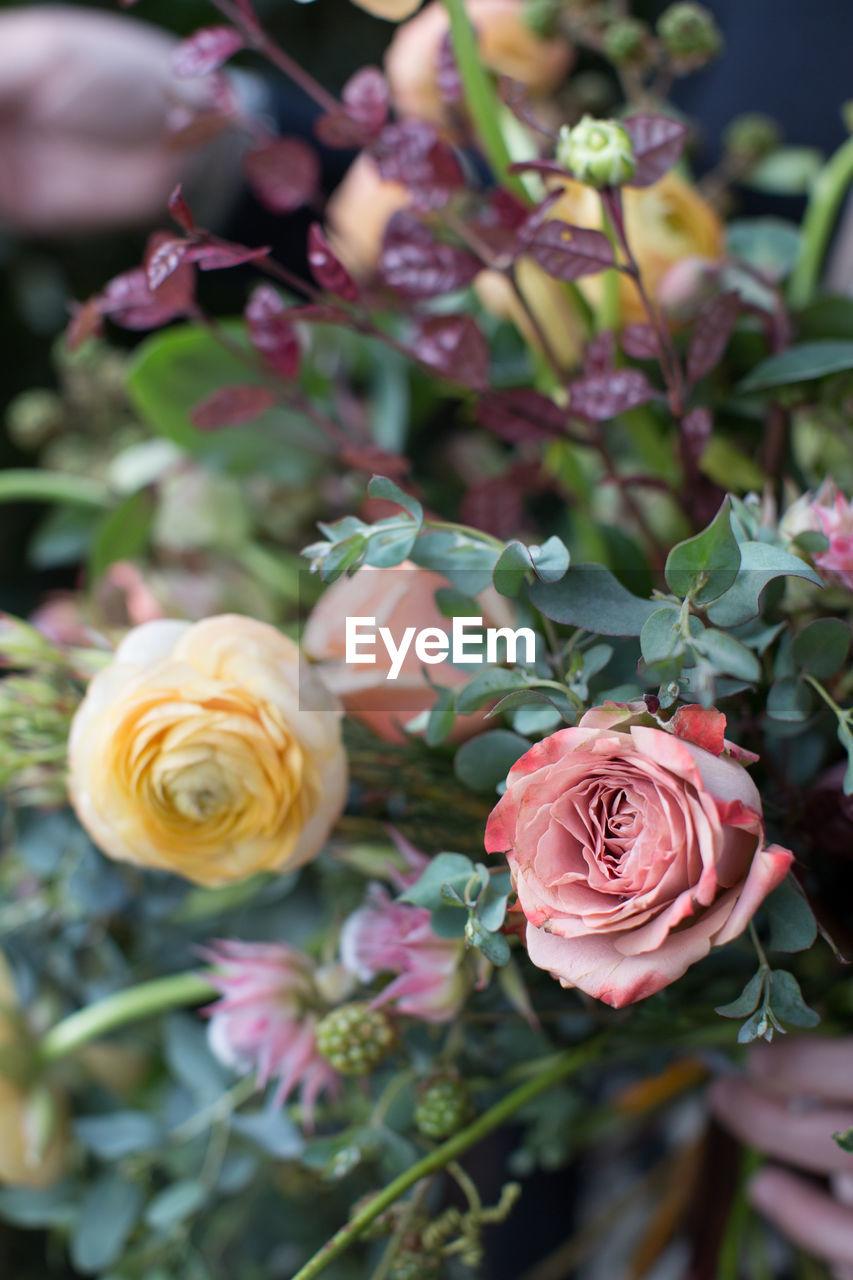 Close-up of pink roses