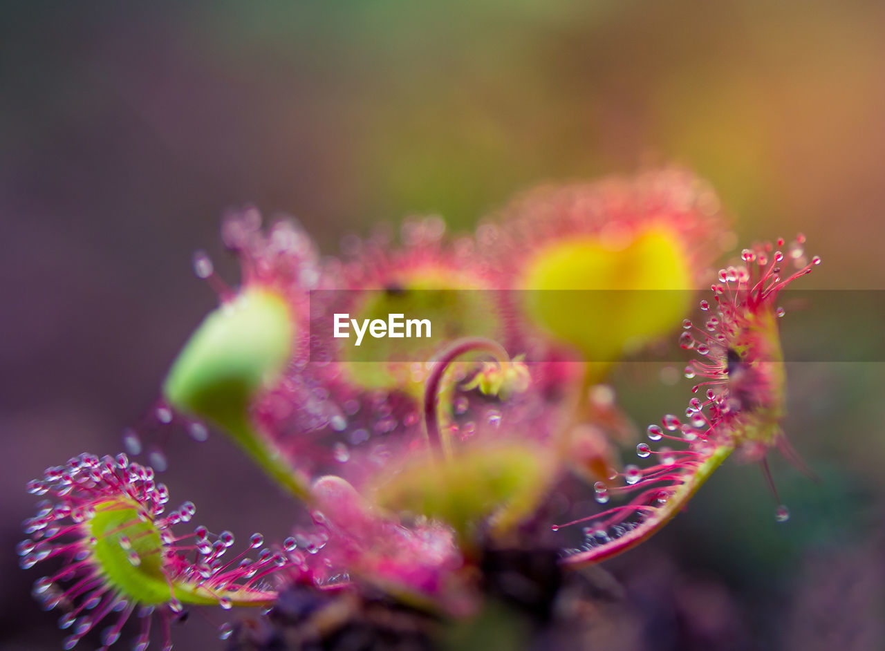 CLOSE-UP OF WATER DROPS ON PINK FLOWER