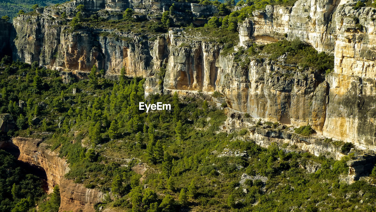 Plants growing on rock