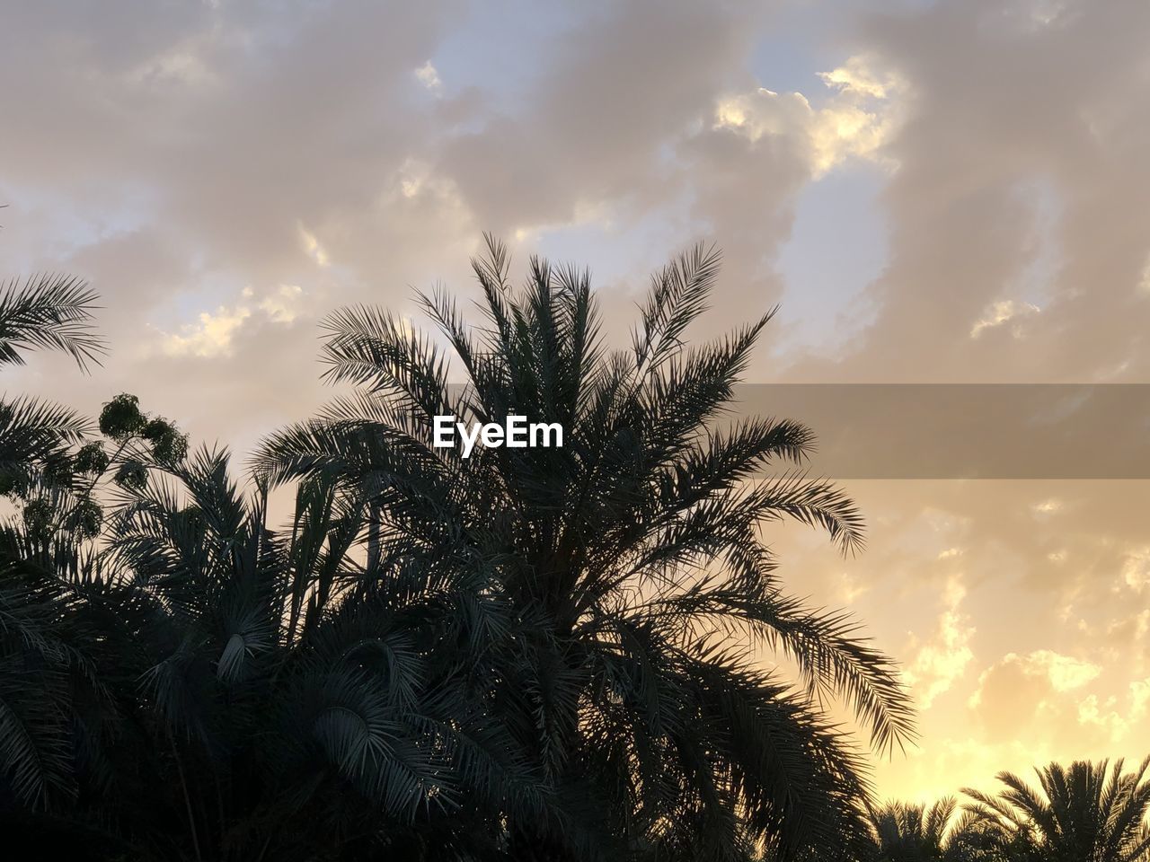 LOW ANGLE VIEW OF SILHOUETTE PALM TREES AGAINST SKY