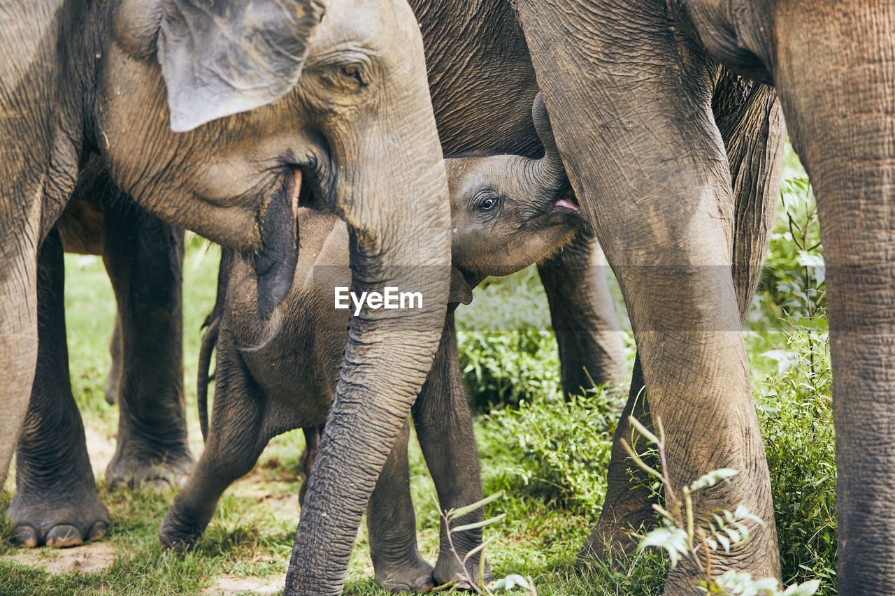 Elephants with calf on grassy field