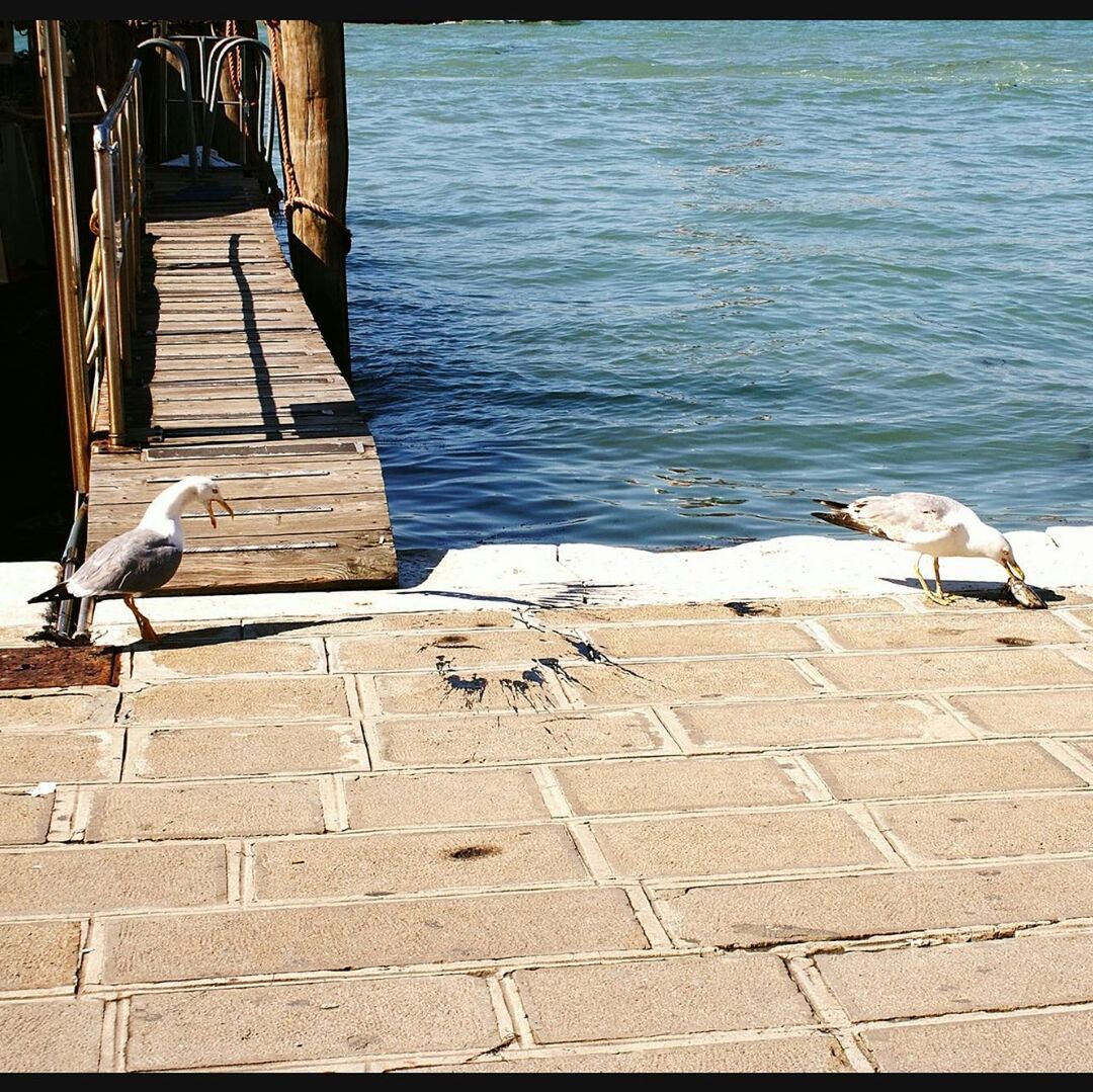 VIEW OF BIRDS ON STEPS