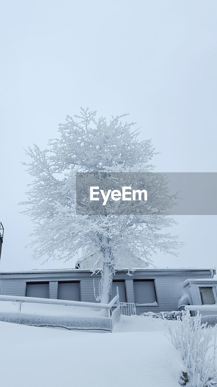 Snow covered trees in winter