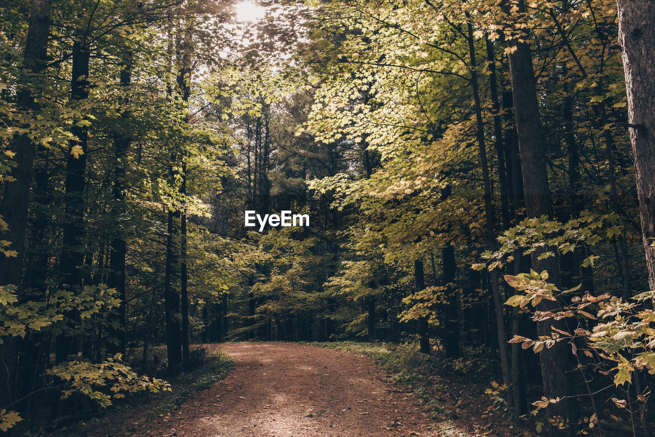 Footpath amidst trees in forest