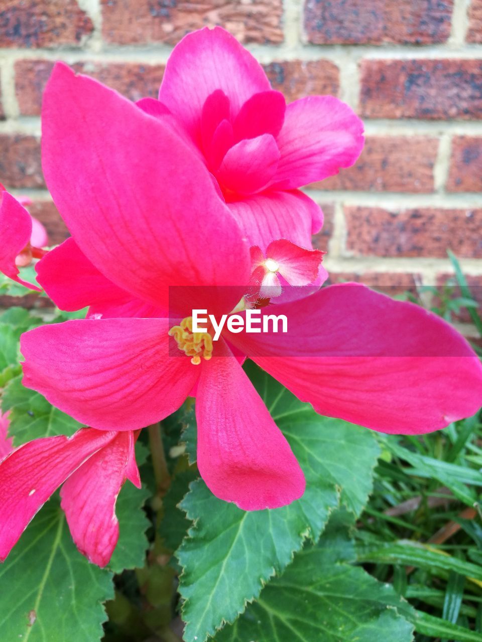 CLOSE-UP OF PINK FLOWERS BLOOMING