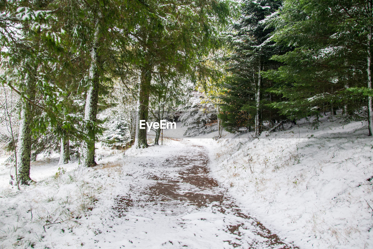 ROAD AMIDST TREES DURING WINTER