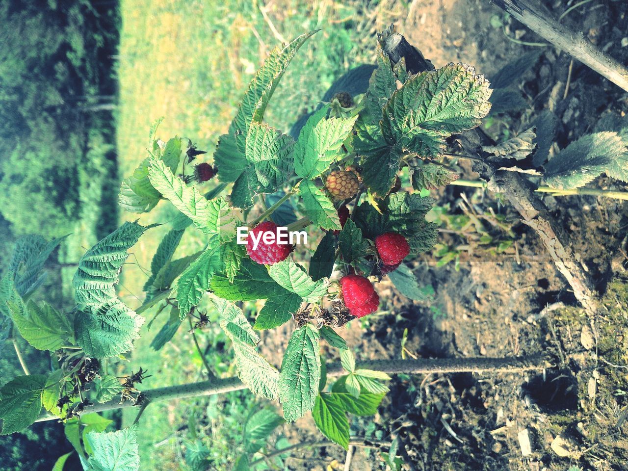 CLOSE-UP OF RED FRUITS