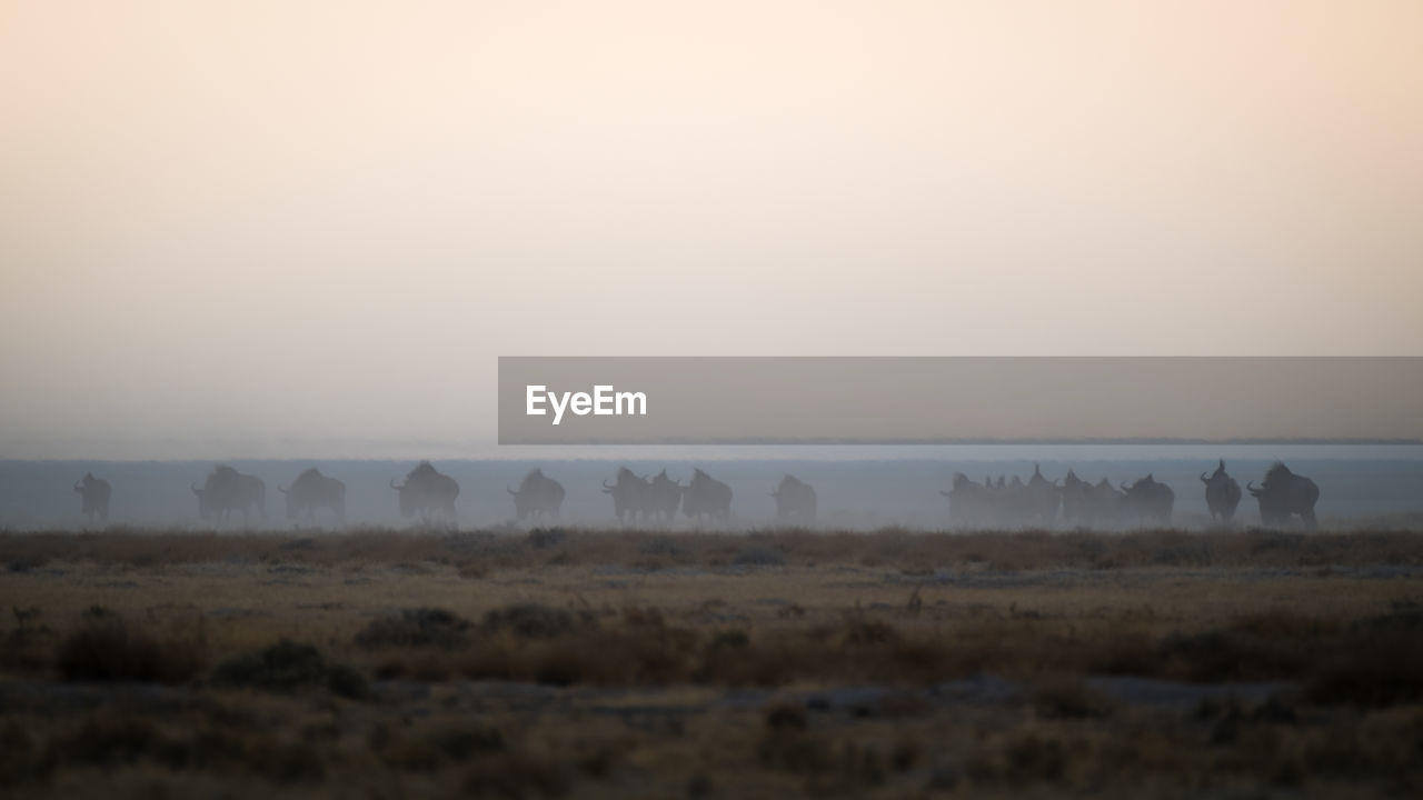 SCENIC VIEW OF FIELD AGAINST SKY DURING FOG