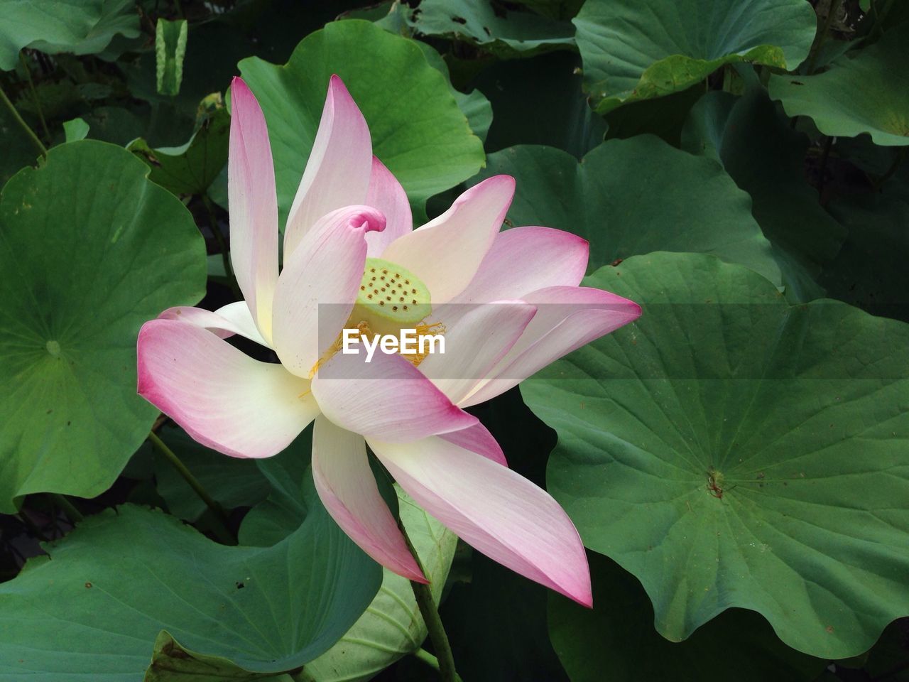 Close-up of lotus flower blooming outdoors