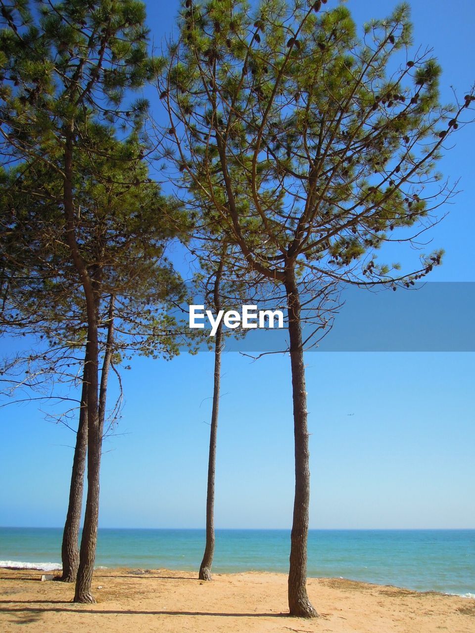 Trees at beach against clear blue sky