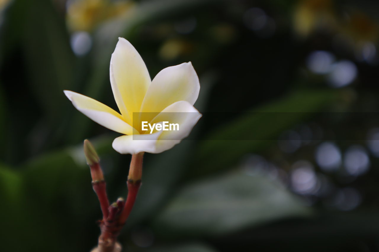 Close-up of white flowering plant