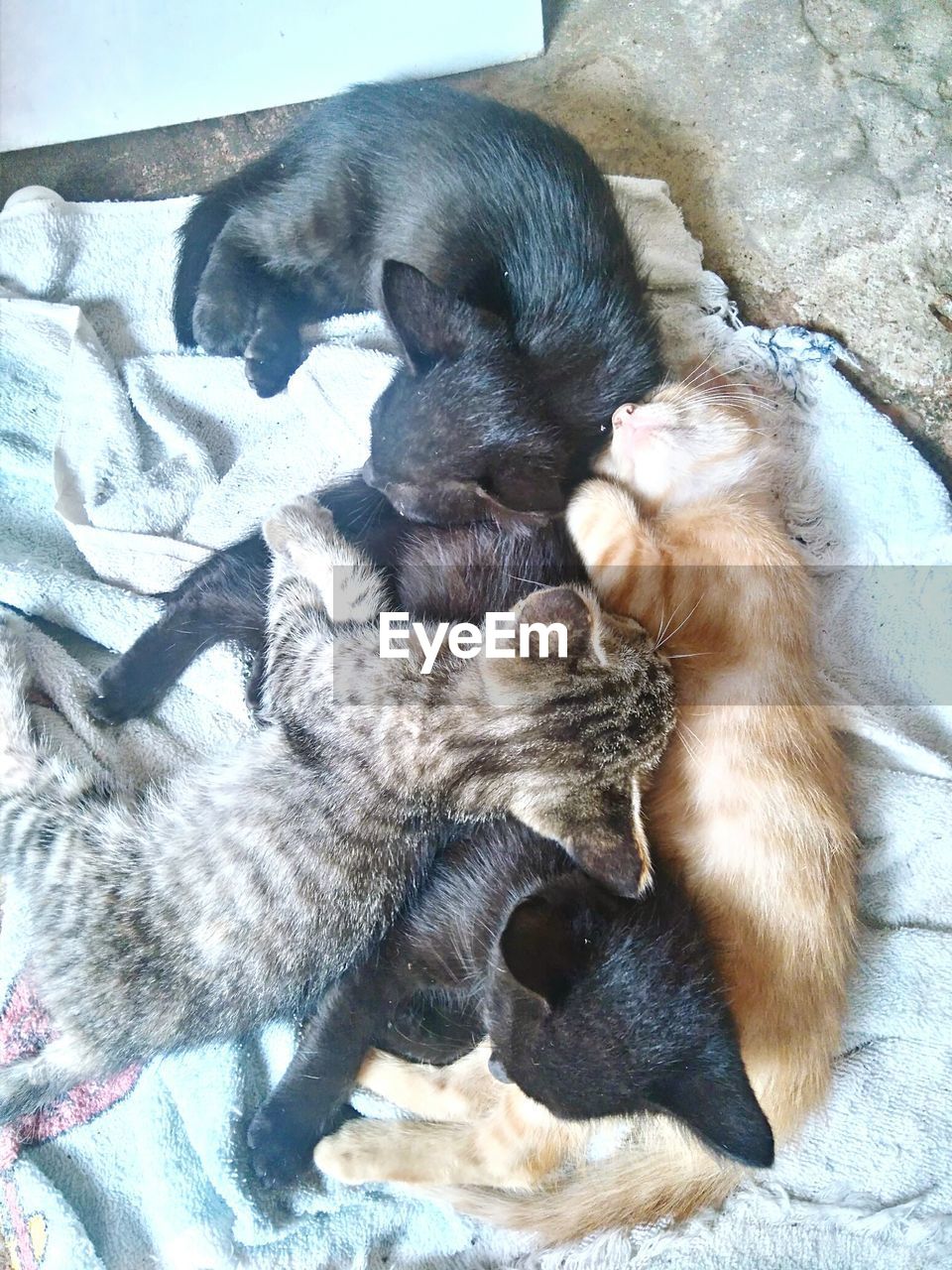 HIGH ANGLE VIEW OF PUPPIES SLEEPING ON BED