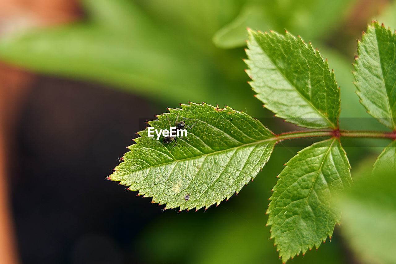 CLOSE-UP OF PLANT LEAVES