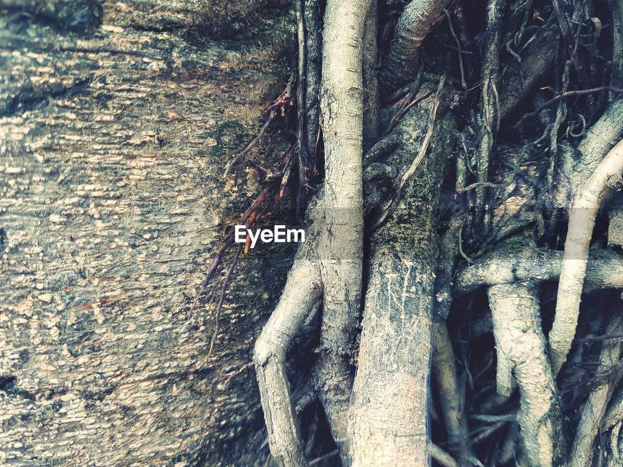 CLOSE-UP OF TREE TRUNK IN FOREST