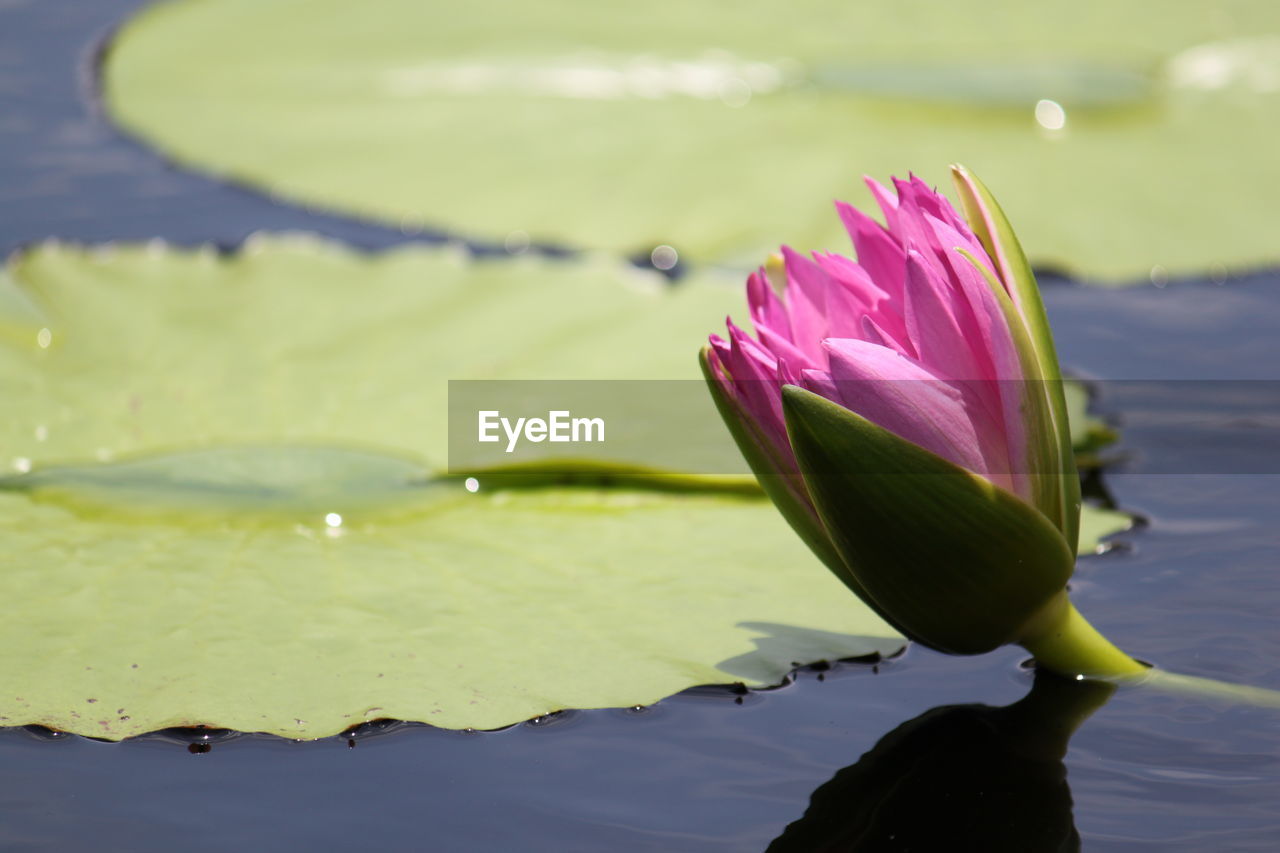 CLOSE-UP OF WATER LILY ON LAKE