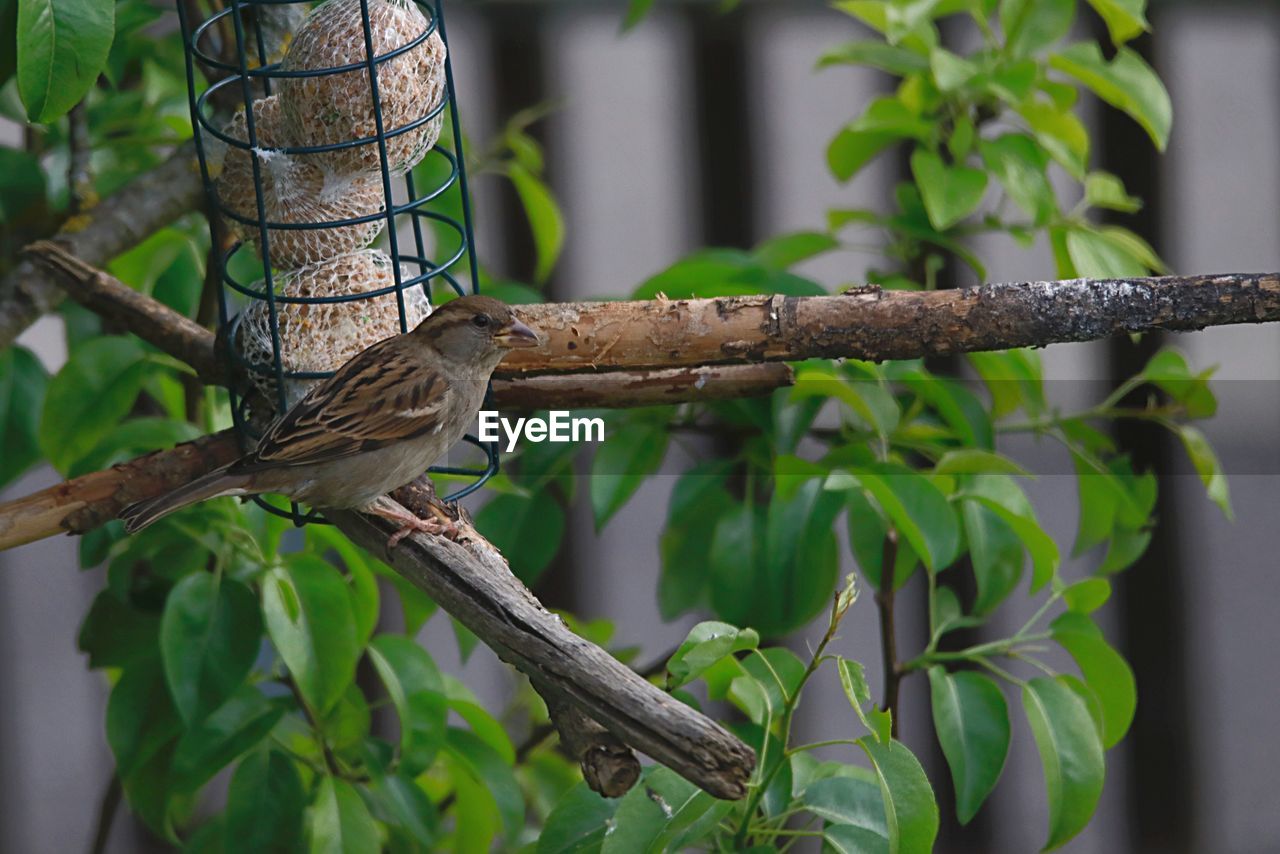 BIRD PERCHING ON BRANCH