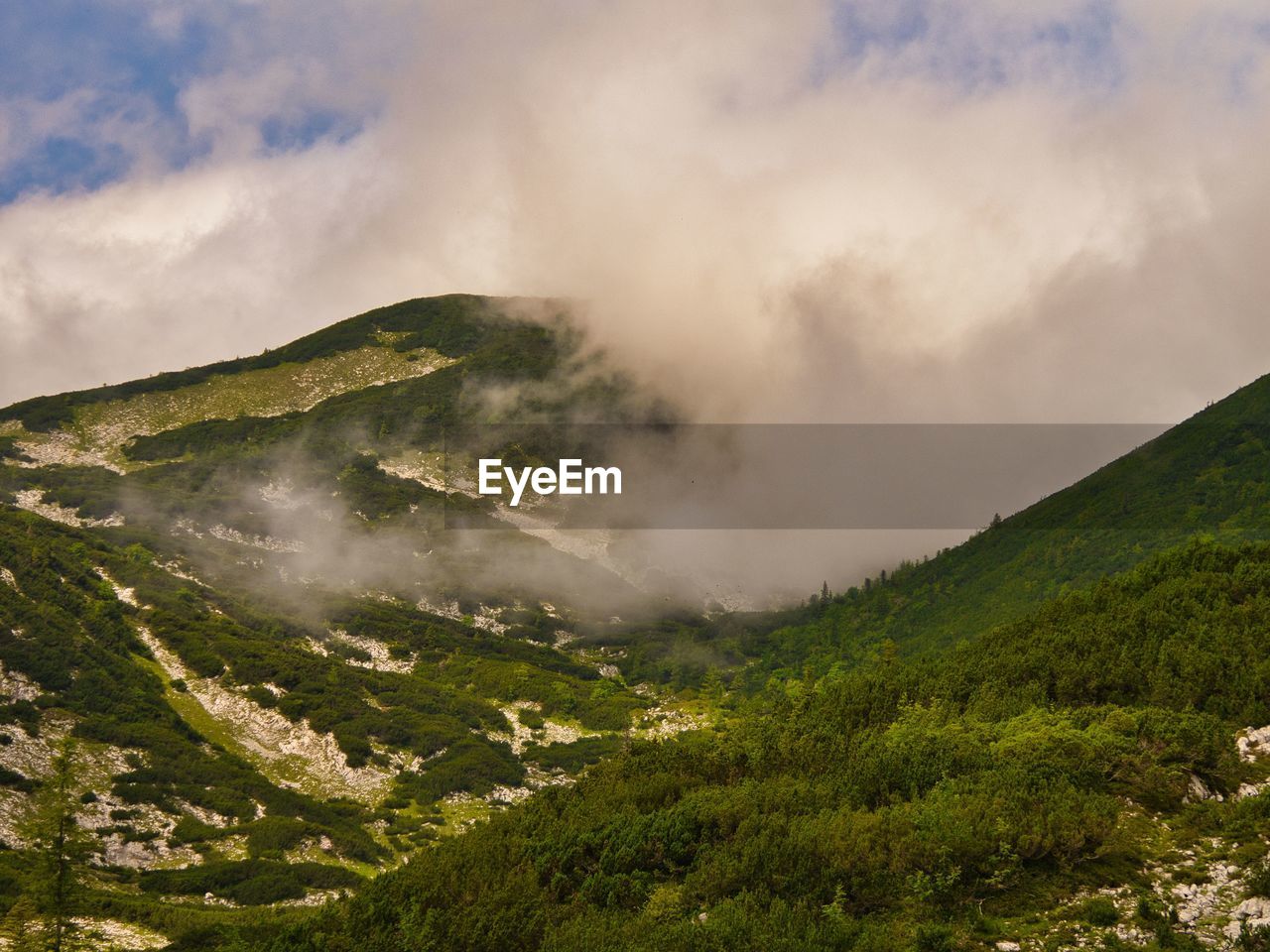 SCENIC VIEW OF TREES AGAINST SKY