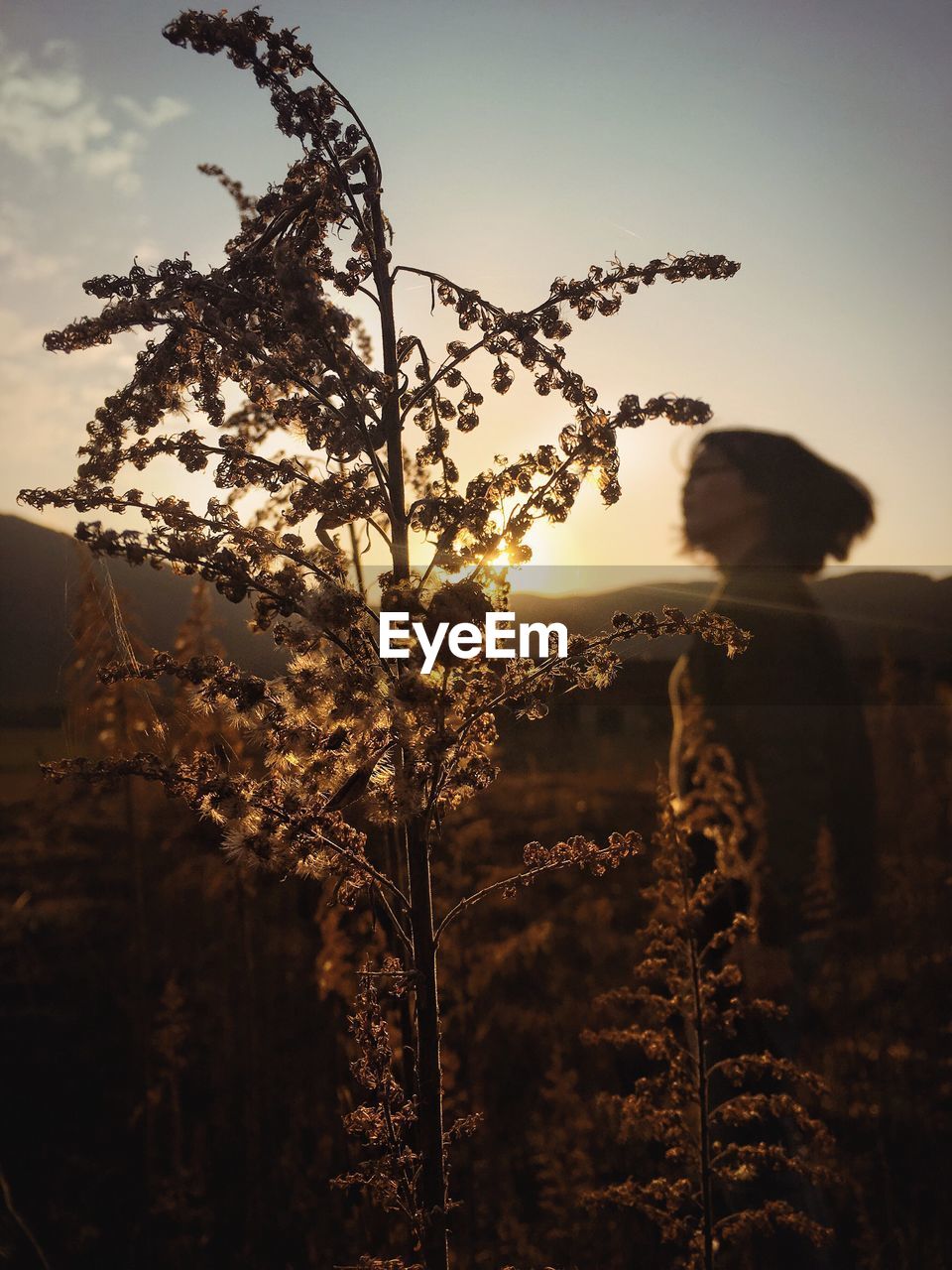 Plants against woman standing on field at sunset